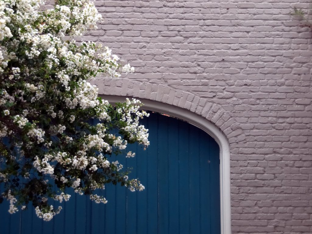 A blue double door covered by a tree